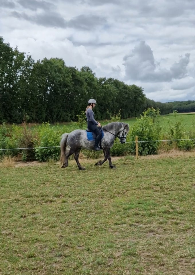 Irsk Sports Pony vallak 8 år