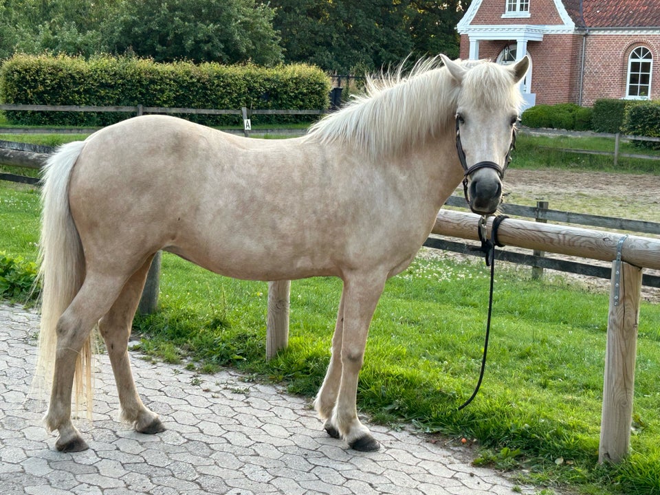 Islænder, hoppe, 15 år