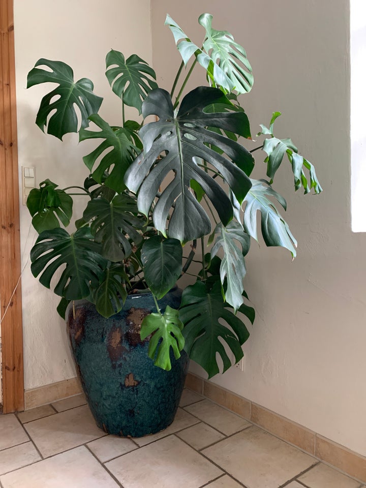 Monstera