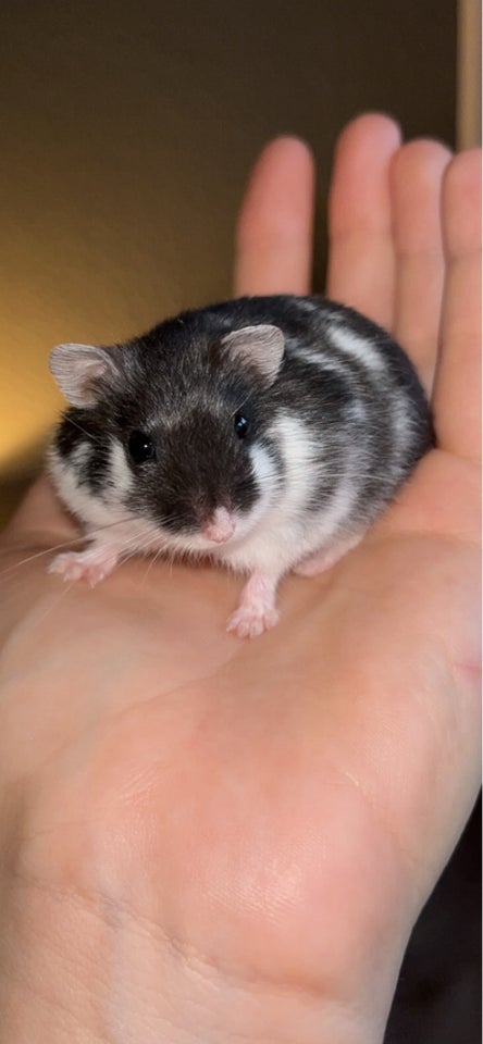 Hamster, Campbell dværghamster , 0