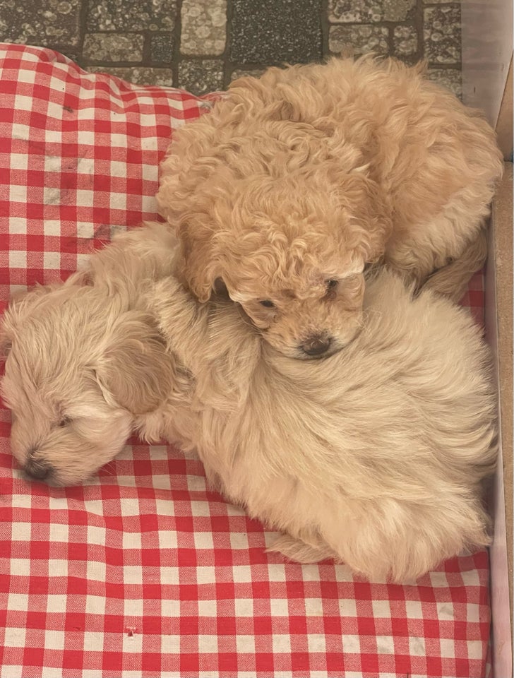 Maltipoo hvalpe, hvalpe, 5 uger