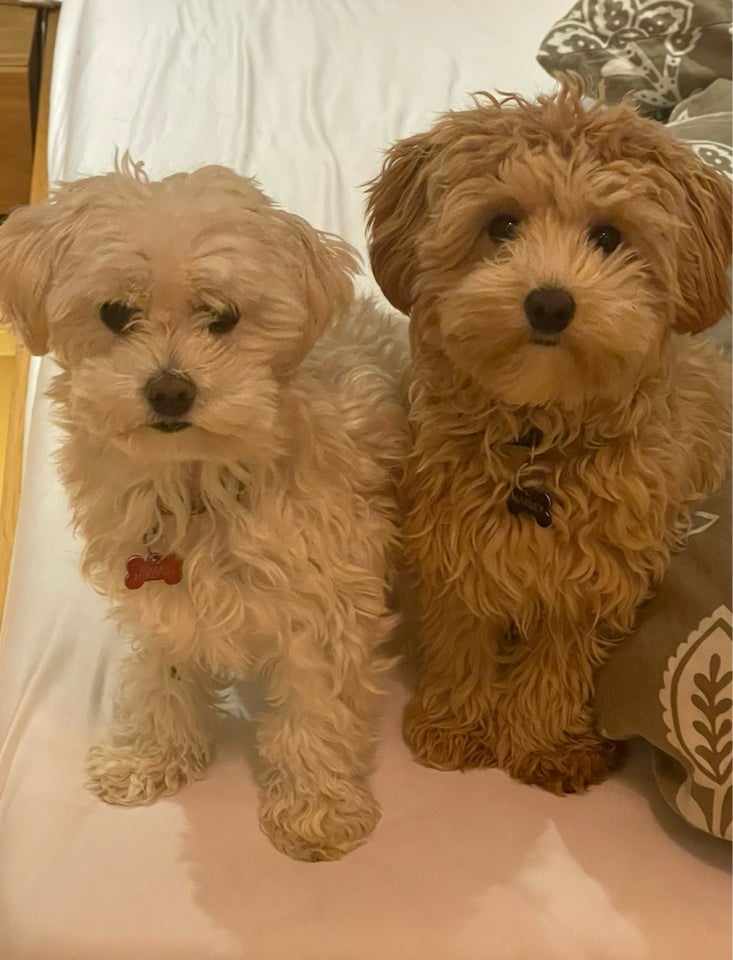 Maltipoo hvalpe, hvalpe, 5 uger