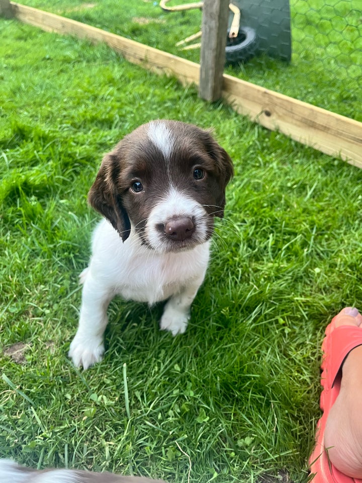 Engelsk springer spaniel