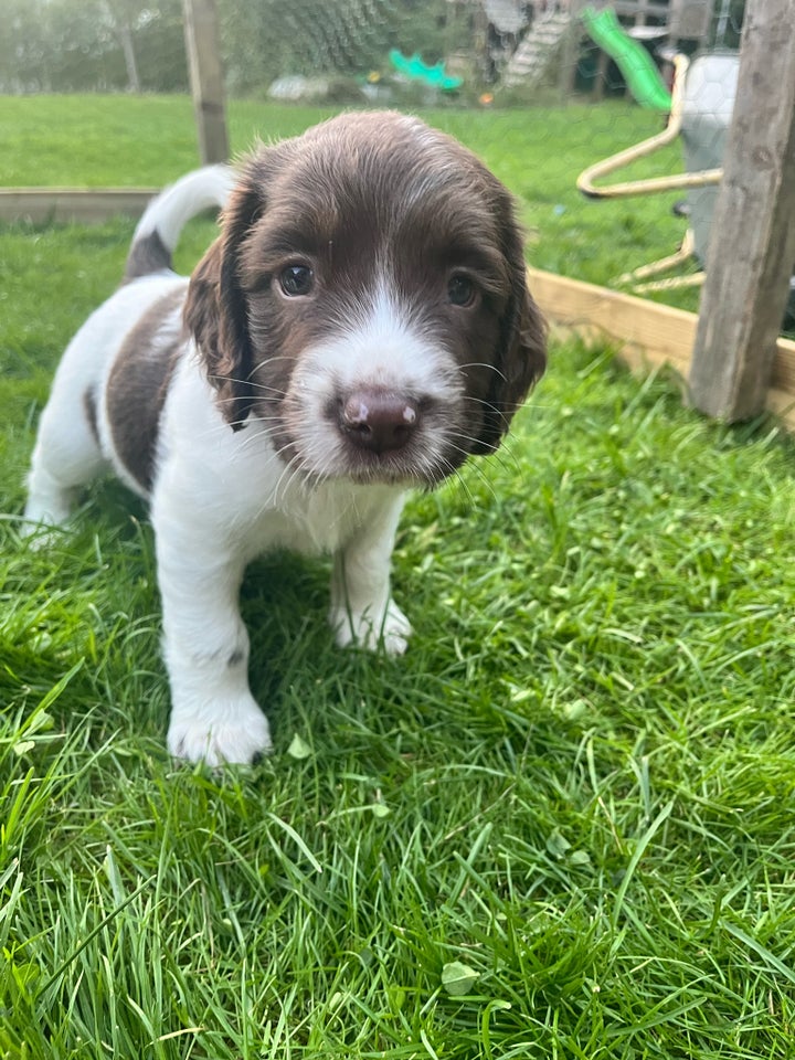 Engelsk springer spaniel