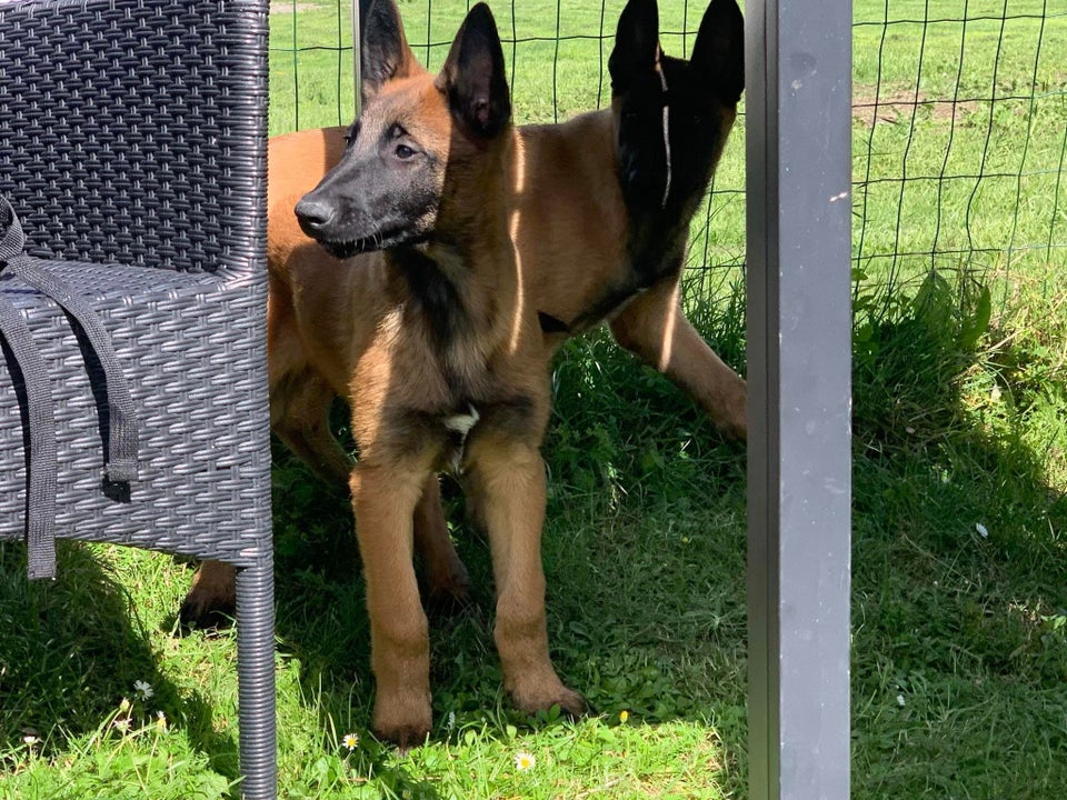 Malinois