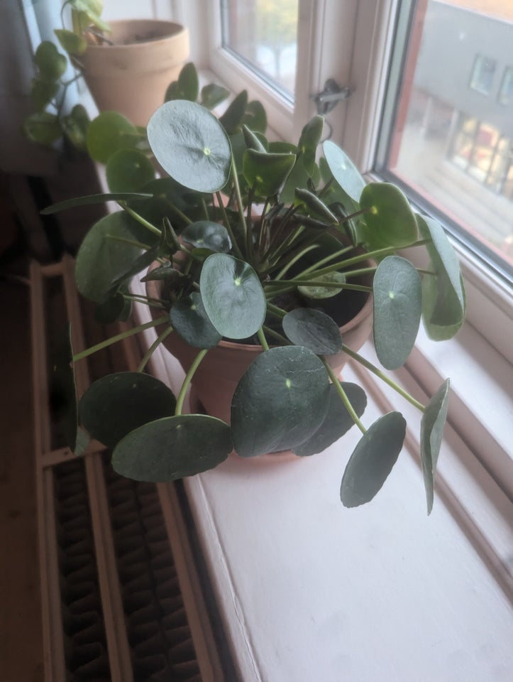 Stueplante, Pilea