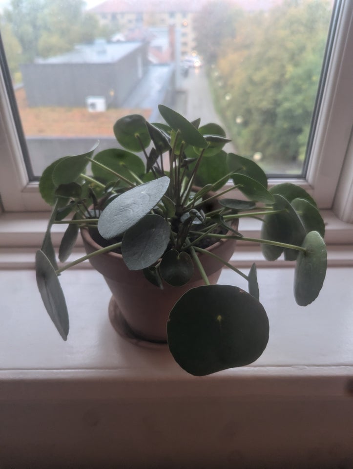 Stueplante, Pilea