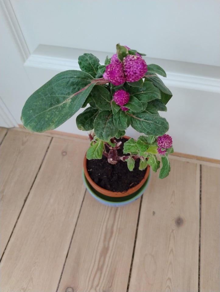 Grøn plante, Ungkarle knap plante