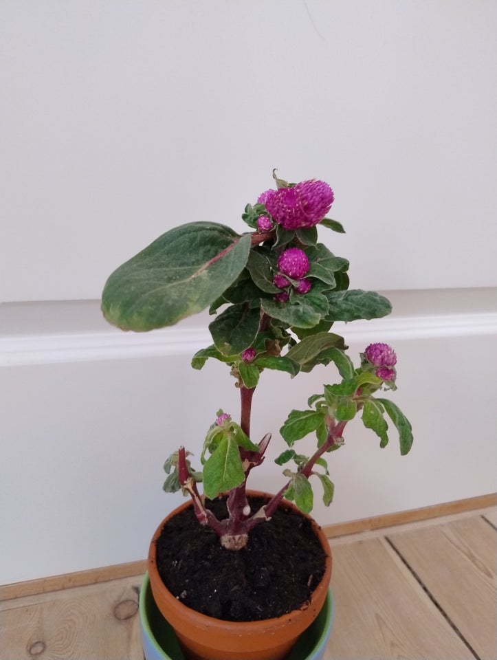 Grøn plante, Ungkarle knap plante