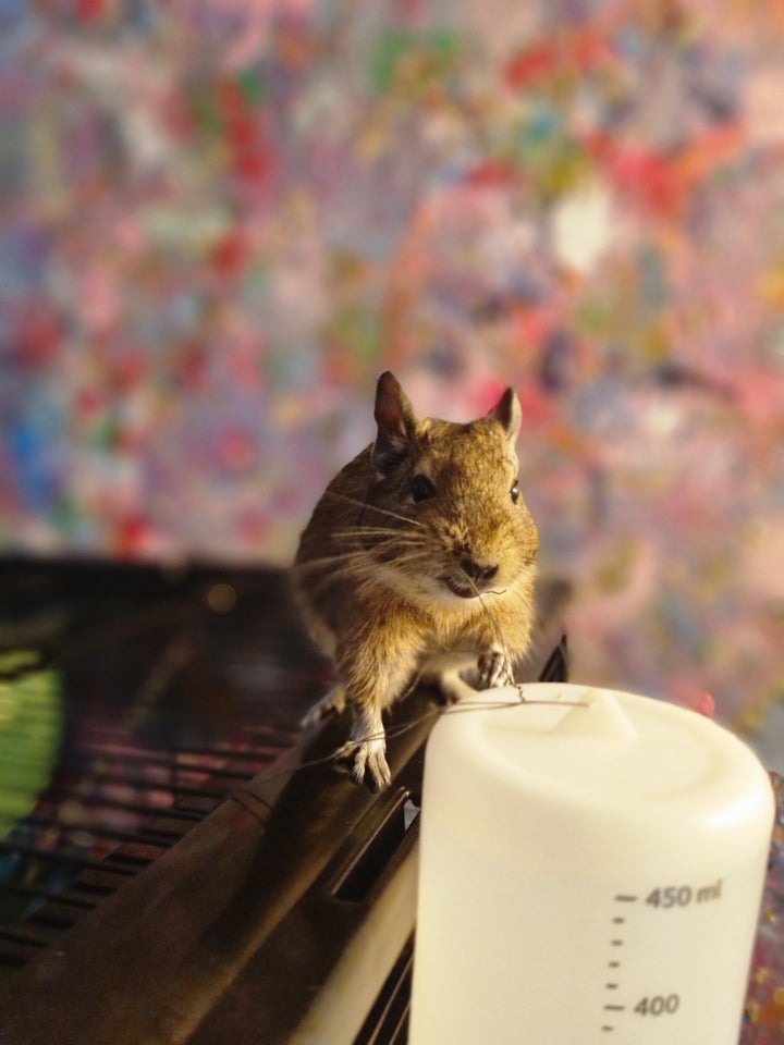 Degu, 1 år