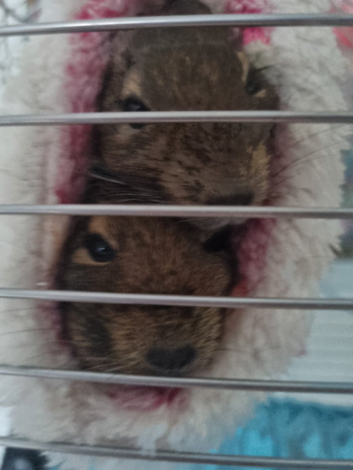 Degu, 1 år