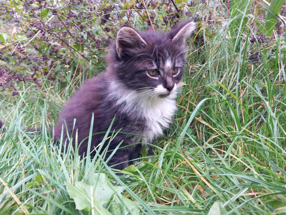 Hankilling, Gårdkat, 12 uger