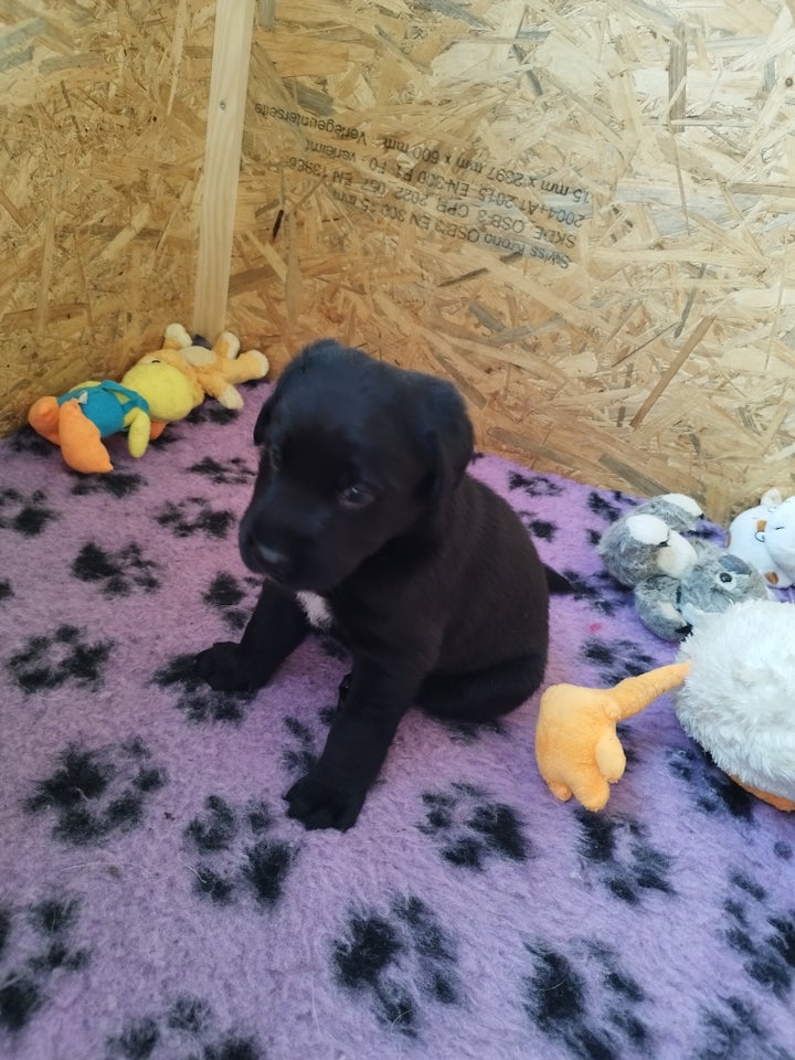 Australien shepherd/labrador,