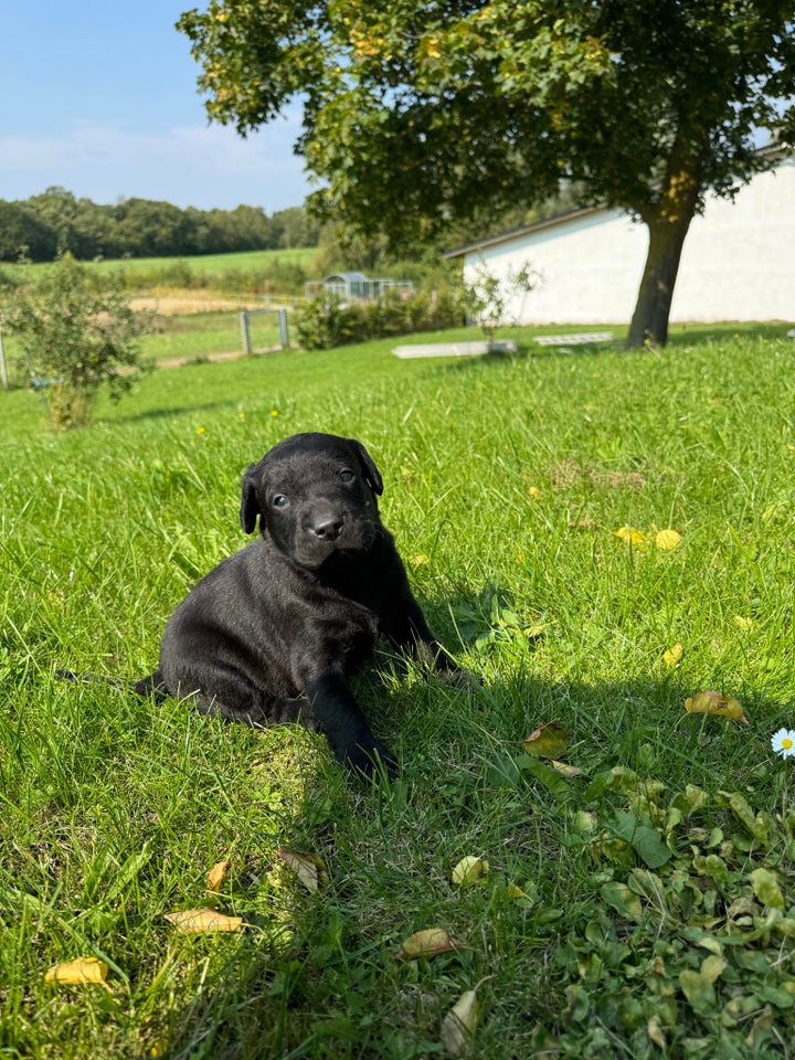 Labrador hanhund hvalp