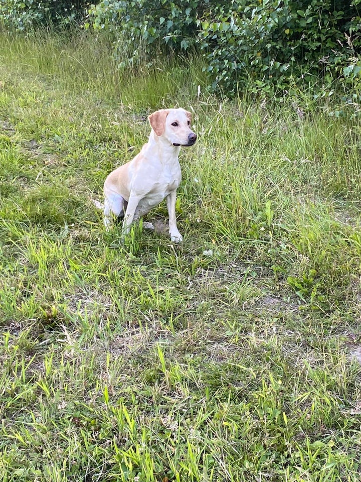 Labrador hanhund hvalp