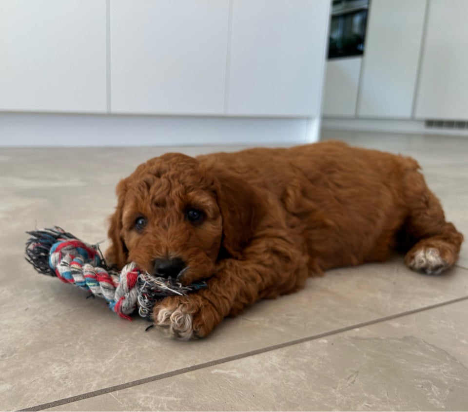 Goldendoodle, hvalpe, 9 uger