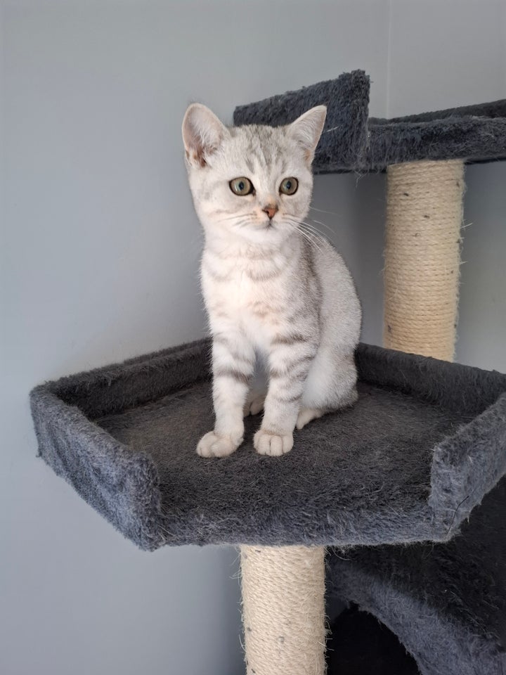 British Shorthair flere