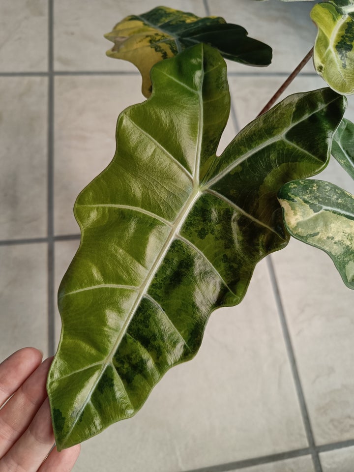 Alocasia, Pseudo Sanderiana Aurea