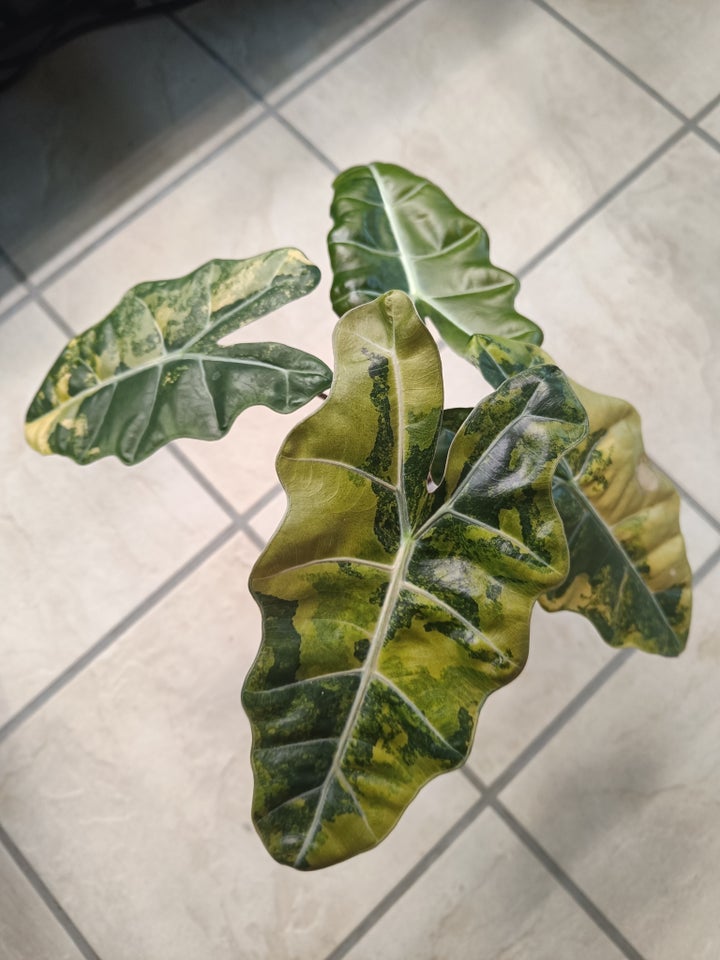 Alocasia, Pseudo Sanderiana Aurea