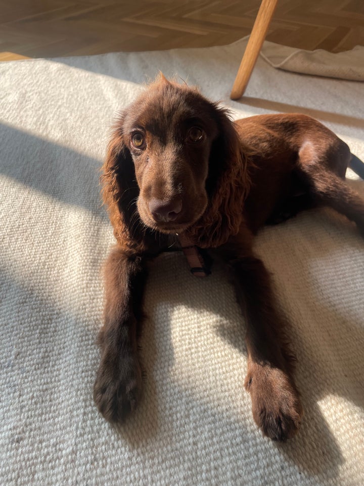 Cocker spaniel, hund, 1 uge