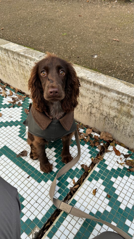 Cocker spaniel, hund, 1 uge