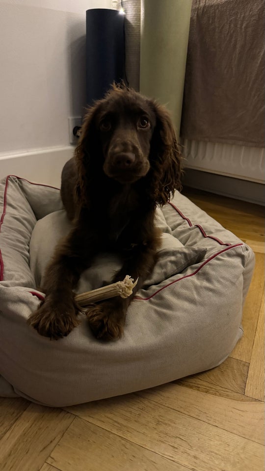 Cocker spaniel, hund, 1 uge