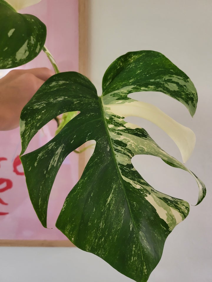 Monstera albo variegata top