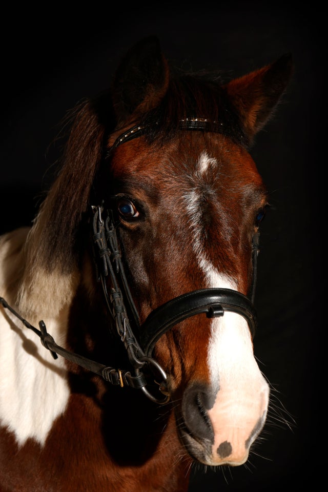 Pinto, hoppe, 14 år