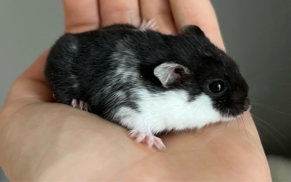 Hamster, Campbell dværghamster , 0