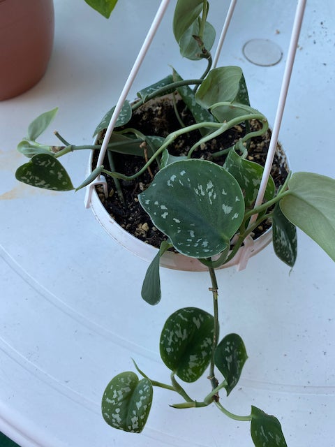 Stueplante Pothos Scindapsus