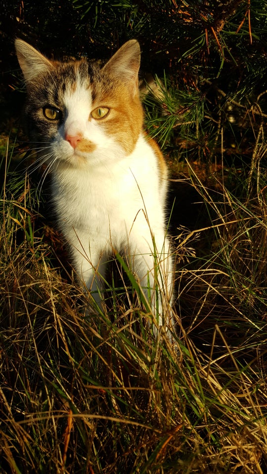 Hunkat, Voksen hunkat, 3 år