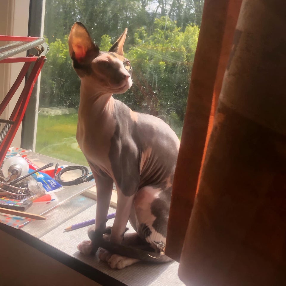 Hunkat Sphynx  12 mdr