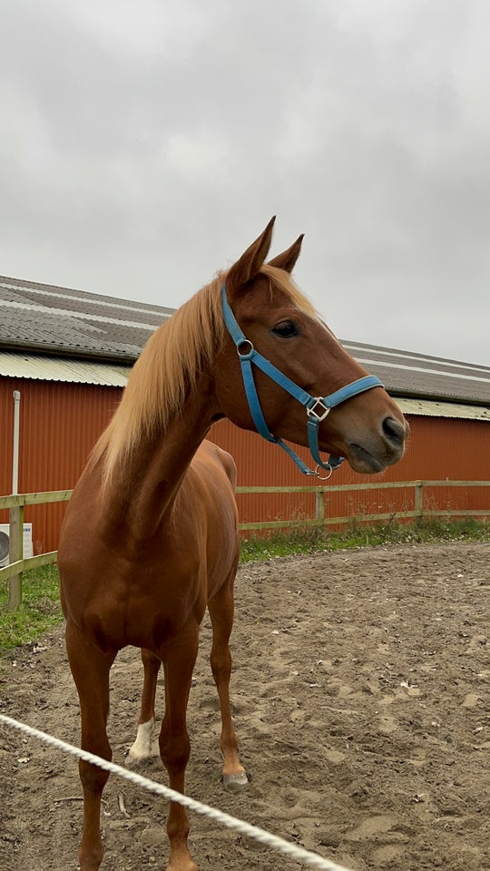 Varmblod - andre lande, hoppe, 4 år