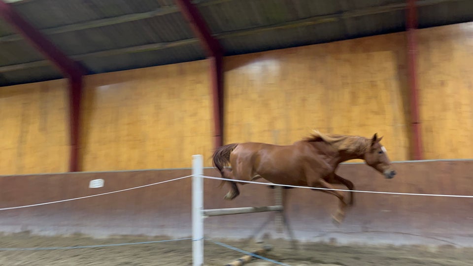 Varmblod - andre lande, hoppe, 4 år