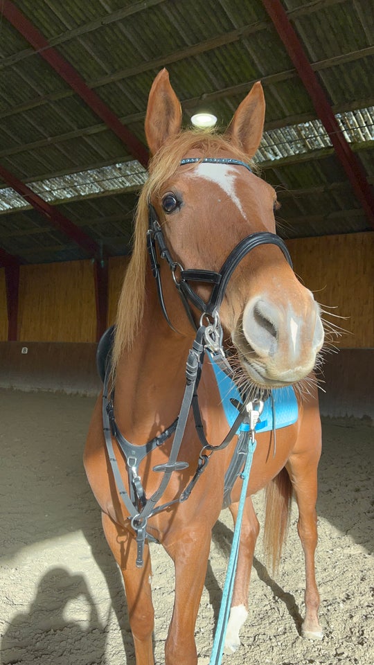 Varmblod - andre lande, hoppe, 4 år