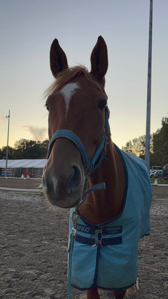 Varmblod - andre lande, hoppe, 4 år