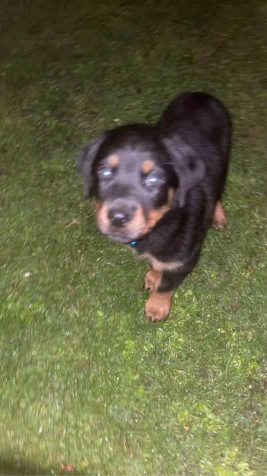 Rottweiler hvalpe 10 uger