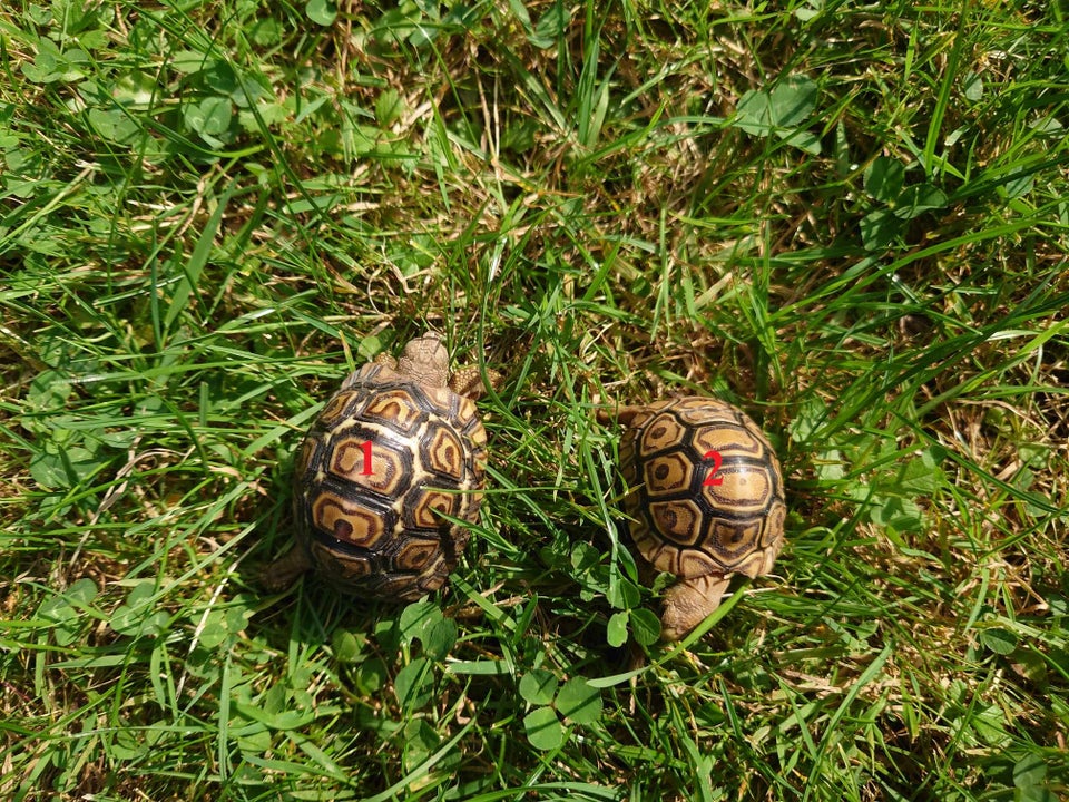 Skildpadde Leopardskildpadder