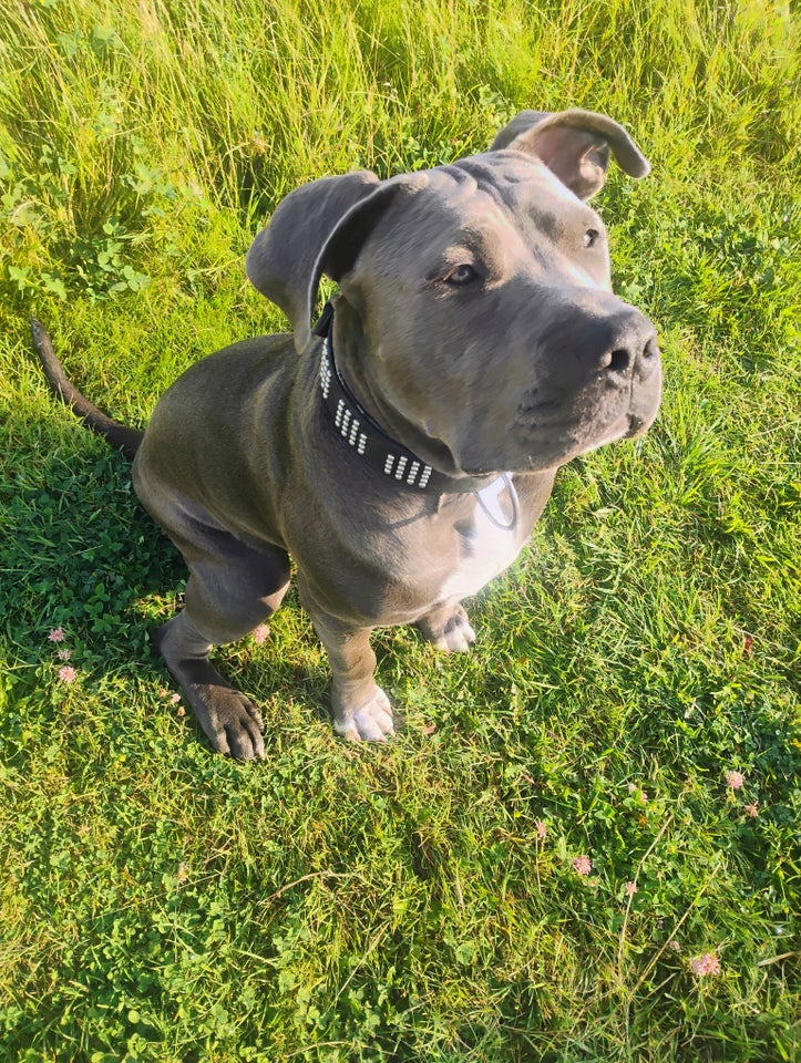 Canecorsa blanding, hvalpe, 9 mdr.