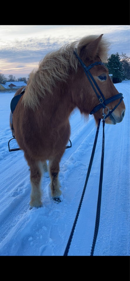 Islænder vallak 10 år