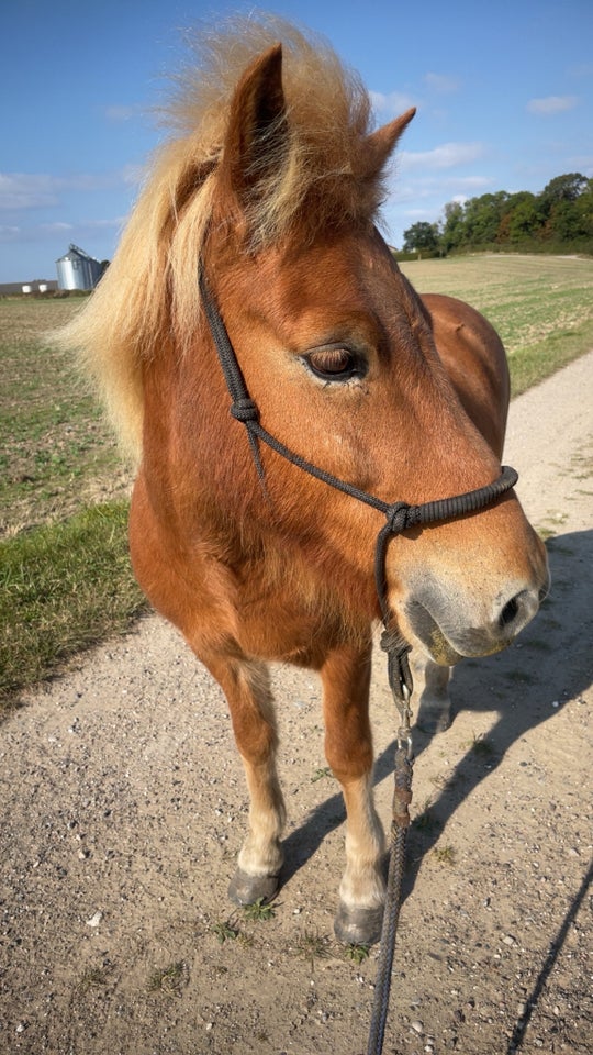 Islænder vallak 10 år