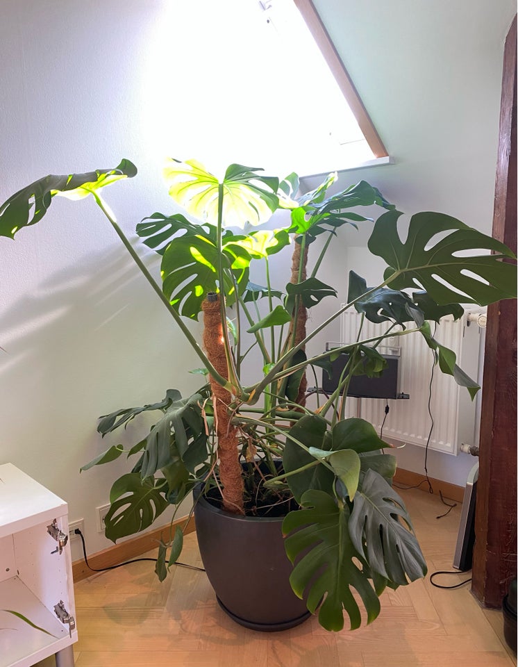 Plante  Monstera