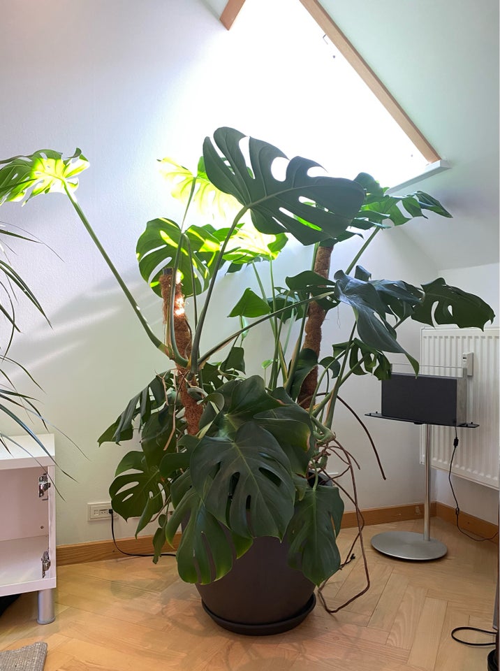 Plante  Monstera