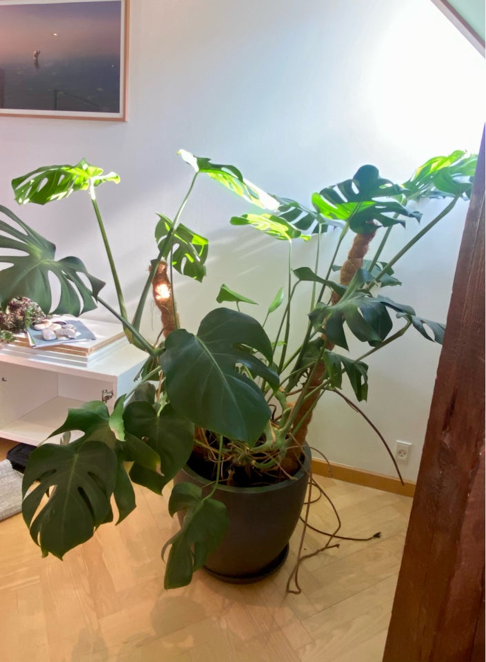 Plante  Monstera