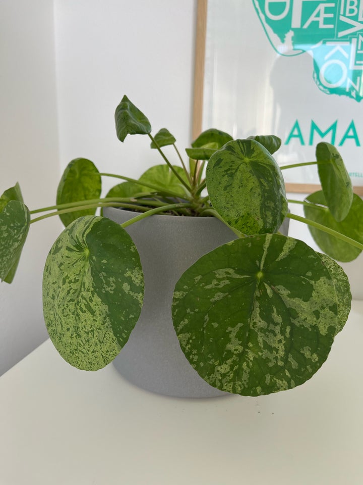 Pilea Mojito Pilea Mojito