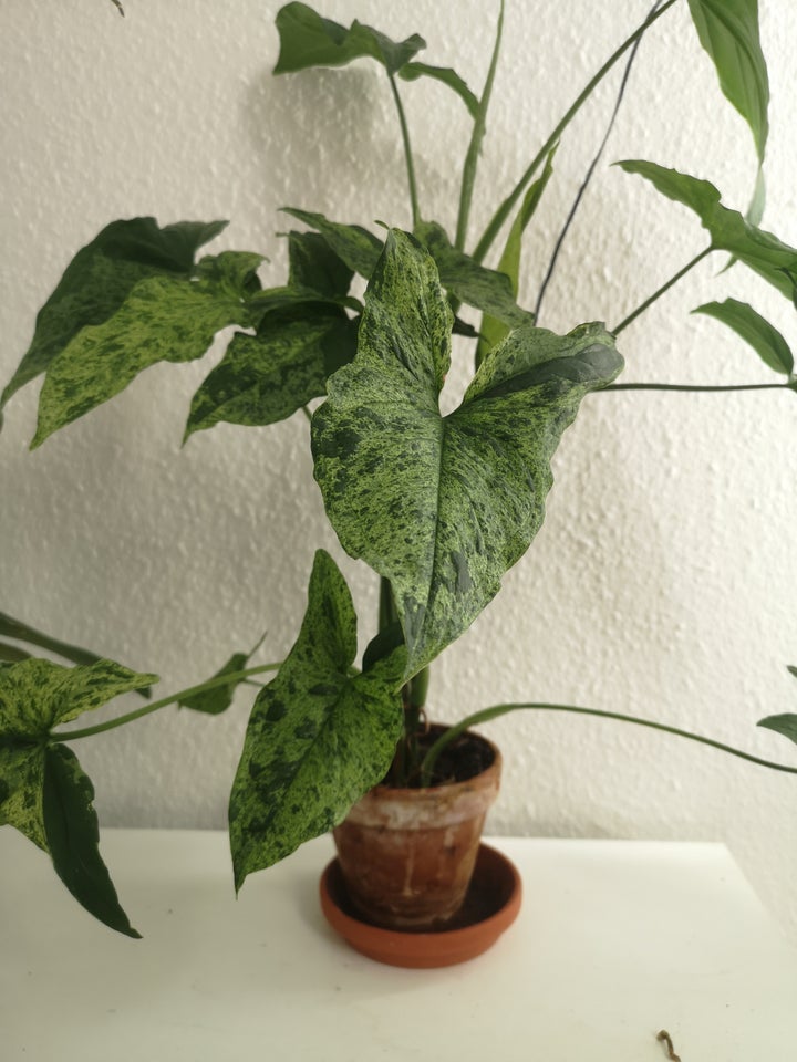 Stueplante, Syngonium