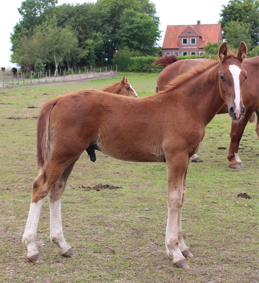 Frederiksborg hingst 0 år