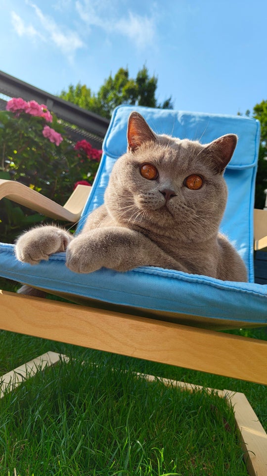 British Shorthair, hankat, 2 år