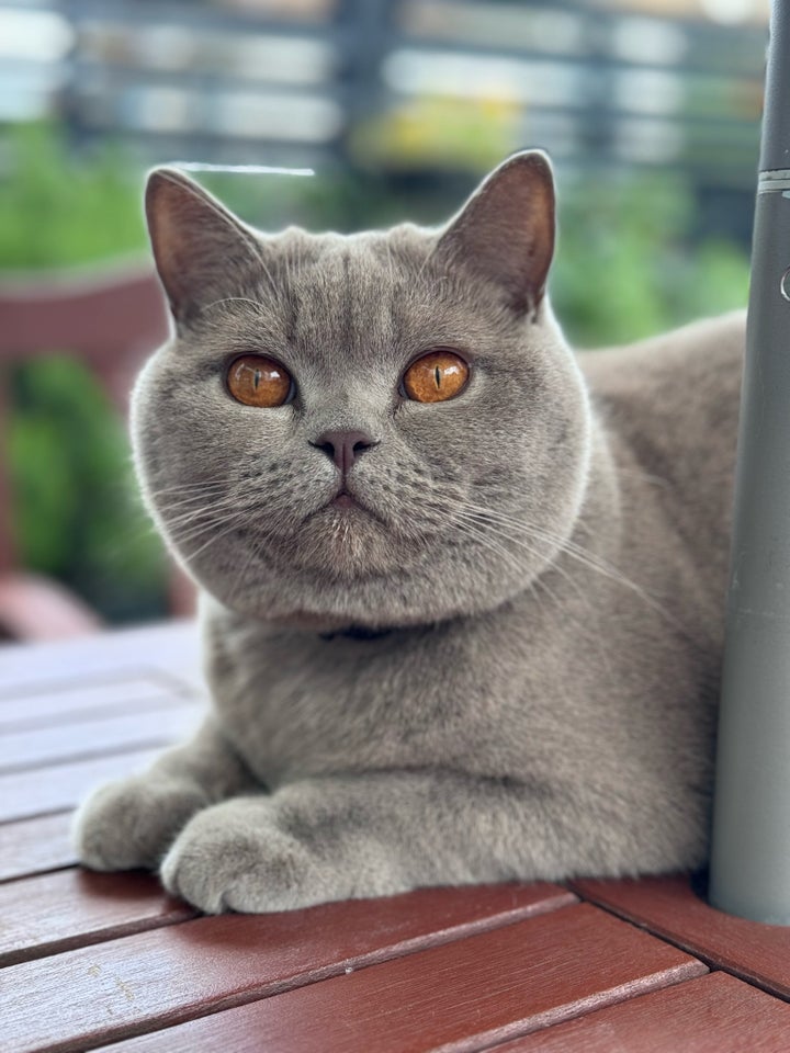 British Shorthair, hankat, 2 år