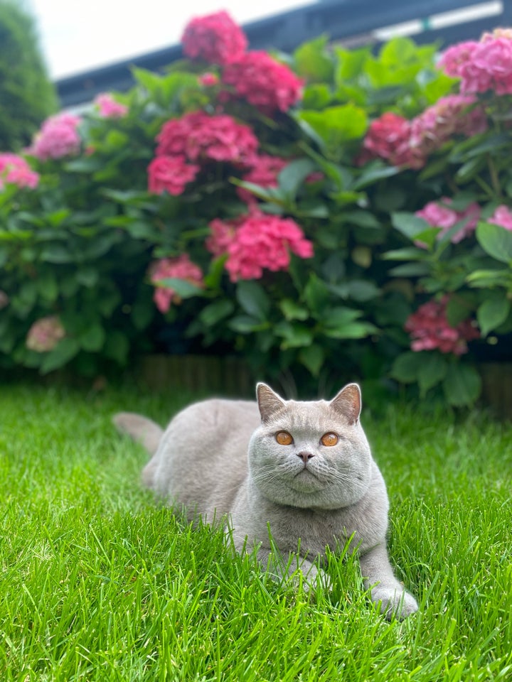 British Shorthair, hankat, 2 år